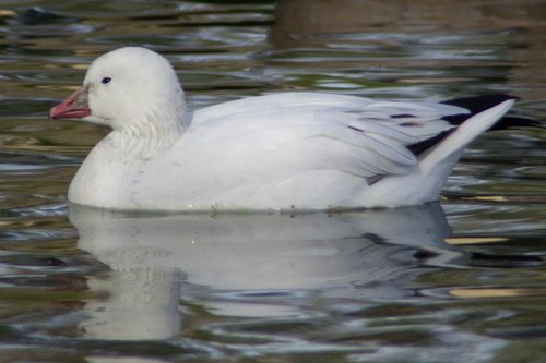 Snow Goose, Chen caerulescens