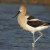 American Avocet, Recurvirostra americana American Avocet, Recurvirostra americana