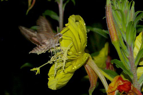 Evening Primrose with White-lined Sphynx Moth. I've caught these moths in daylight, too.