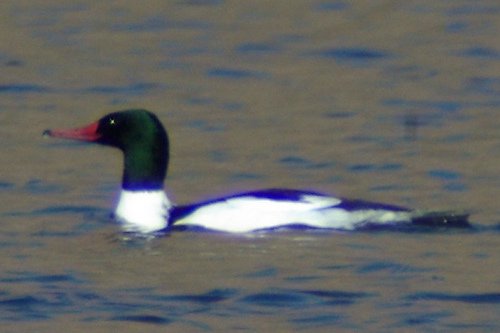 Common Merganser, Mergus merganser. Male.