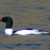 Common Merganser, Mergus merganser. Male. Common Merganser, Mergus merganser. Male.