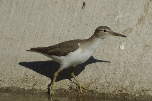 Spotted Sandpiper, Actitis macularia