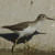 Spotted Sandpiper, Actitis macularia
