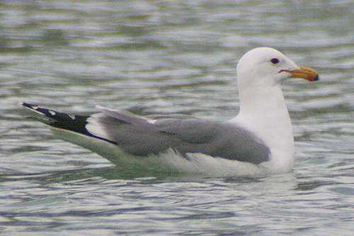California Gull, Larus californicus