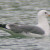 California Gull, Larus californicus California Gull, Larus californicus