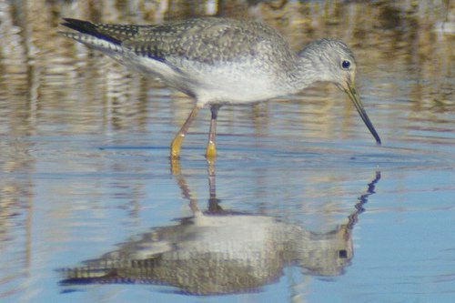 Greater Yellowlegs, Tringa melanoleuca