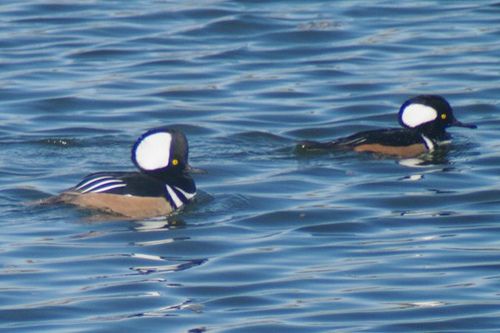 Hooded Merganser, Lophodytes cucullatus