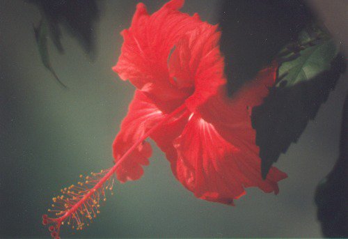 Hibiscus rosa-sinensis.
