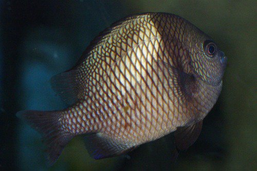Rock Damselfish. Plectroglyphidodon sindonis.