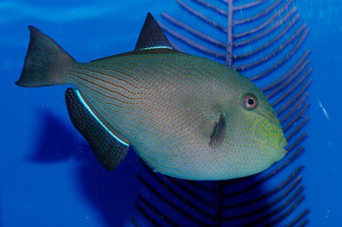 Black durgon. Melichthys niger. Humuhumu `Ele`ele.