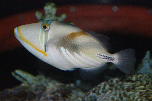 Lagoon Triggerfish, Rhinecanthus aculeatus. Humuhumunukunukuapua'a (fish that grunts like a pig)