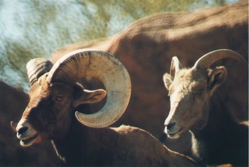 Bighorn Sheep. Live at higher altitudes.