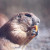 Prairie Dog. Rare. Not seen in the area. Prairie Dog. Rare. Not seen in the area.