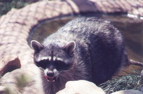 Raccoon. We probably don't have enough water for this one.