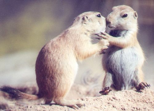 Prairie Dog babies.