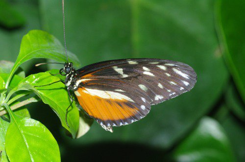 Golden Longwing. South America.