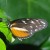 Golden Longwing. South America. Golden Longwing. South America.