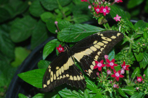 Thoas Swallowtail. North and Central America.