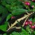 Thoas Swallowtail. North and Central America. Thoas Swallowtail. North and Central America.