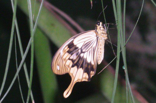 Mocker Swallowtail.
