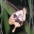 Mocker Swallowtail. Mocker Swallowtail.