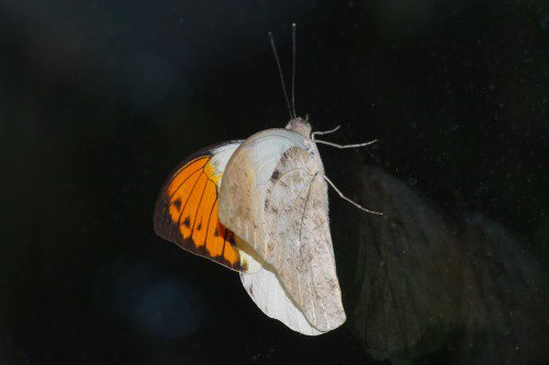 Great Orange Tip