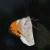 Great Orange Tip Great Orange Tip
