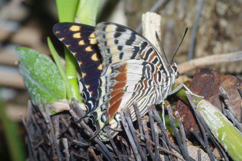 Giant Charaxes