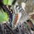 Giant Charaxes Giant Charaxes