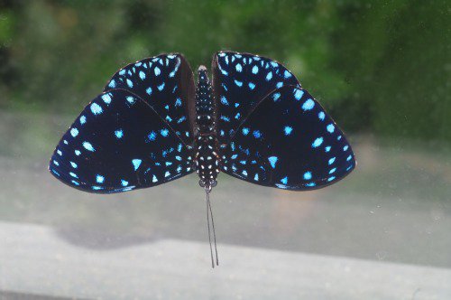 Starry Night Cracker. Male.