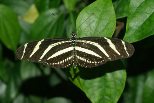 Zebra Longwing