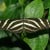 Zebra Longwing Zebra Longwing