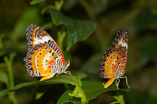 Orange Lacewing.