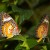 Orange Lacewing. Orange Lacewing.