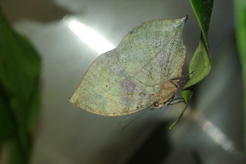 Leafwing of some kind. I don't know why it's green.