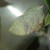 Leafwing of some kind. I don't know why it's green. Leafwing of some kind. I don't know why it's green.