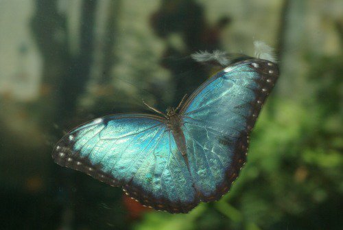 Blue Morpho