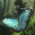 Blue Morpho Blue Morpho
