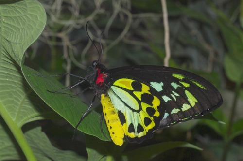Priamus Birdwing. Male.