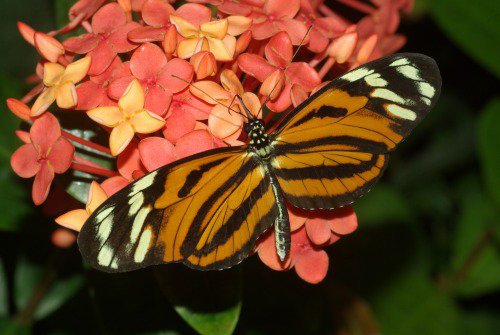 Harmonia Tigerwing