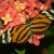 Harmonia Tigerwing Harmonia Tigerwing