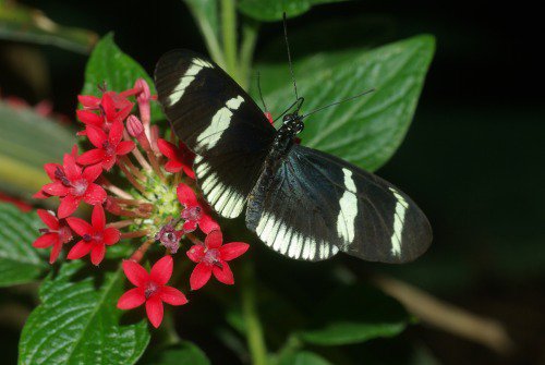 Sara Longwing