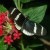 Sara Longwing Sara Longwing