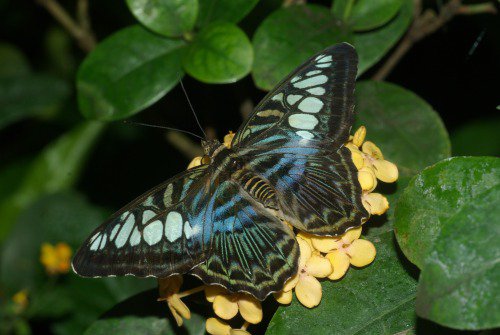 Blue Clipper