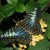 Blue Clipper Blue Clipper