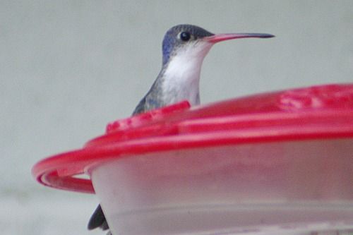 Violet-crowned Hummingbird.