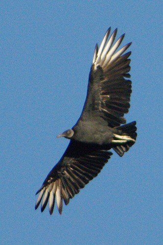 Black Vulture.