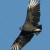 Black Vulture. Black Vulture.