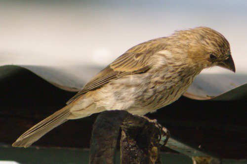 House Finch. Female.