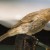 House Finch. Female. House Finch. Female.
